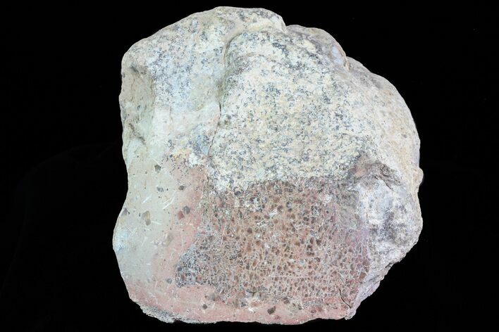 Polished Dinosaur Bone (Gembone) Section - Colorado #73050